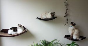 Prateleiras Suspensas para Gatos