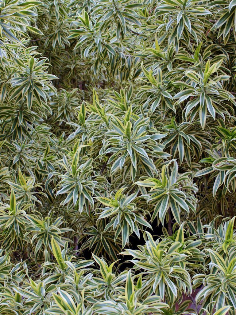 tipos de plantas para sala de estar para aderir ao urban jungle