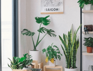 6 Tipos de Plantas Para Sala de Estar Para Aderir ao Urban Jungle