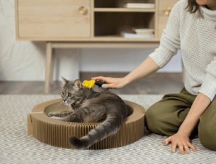 Como Criar um Ambiente Ideal para Animais de Estimação