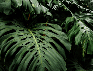 Conheça o Conceito Urban Jungle