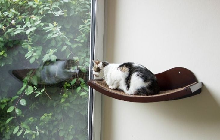 prateleiras para gatos
